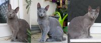 Chira - Cleo - Coco (5 months old)